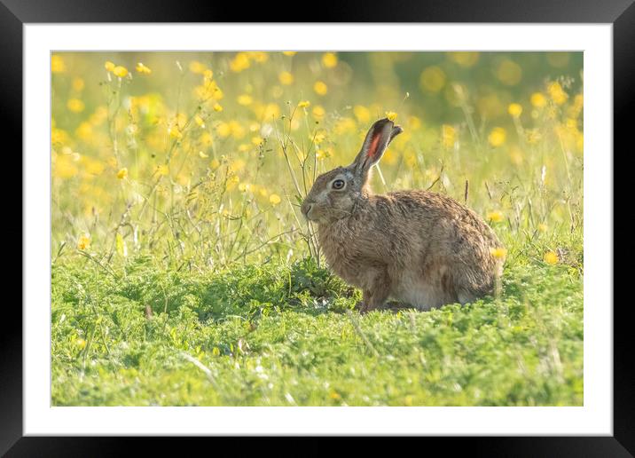 Wild hare in gorgeous morning light. Framed Mounted Print by Jonathan Thirkell