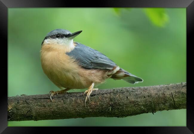 Posing Nuthatch Framed Print by Jonathan Thirkell