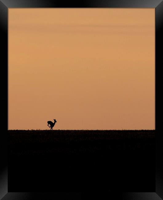 Deer on the run at sunrise in the Cotswolds Framed Print by Jonathan Thirkell