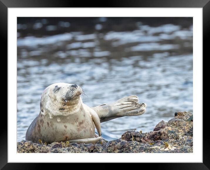 Grey Seal Relaxing Framed Mounted Print by Jonathan Thirkell