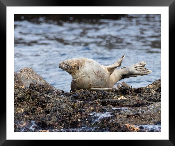 A seal on the rocks at St Ives Cornwall Framed Mounted Print by Jonathan Thirkell