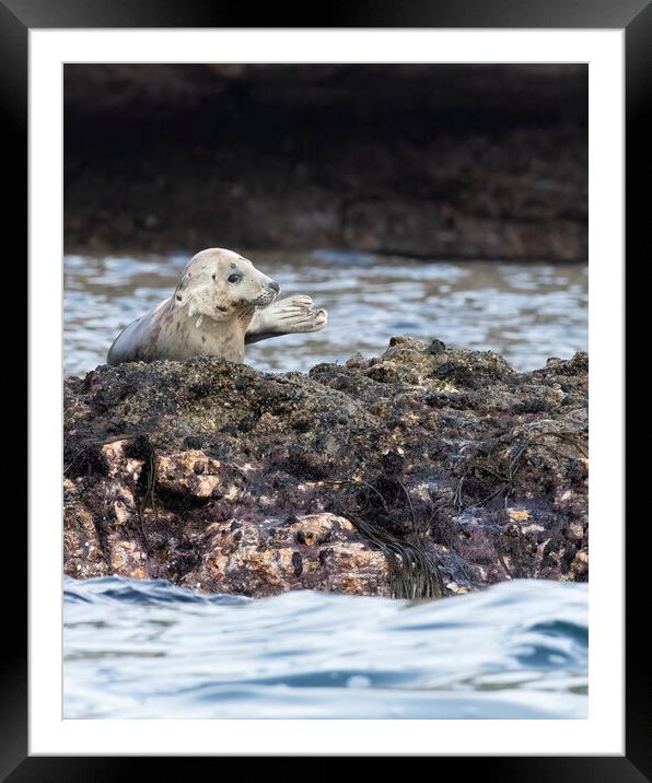 Grey Seal looking right Framed Mounted Print by Jonathan Thirkell