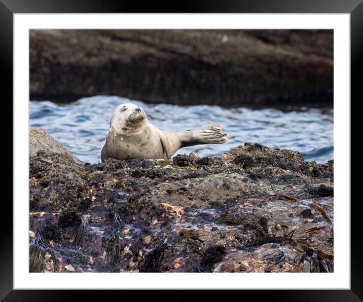 Grey Seal resting Framed Mounted Print by Jonathan Thirkell