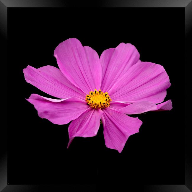 Pink Garden Cosmos Flower Framed Print by Jonathan Thirkell