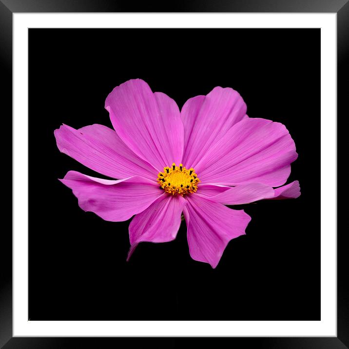 Pink Garden Cosmos Flower Framed Mounted Print by Jonathan Thirkell