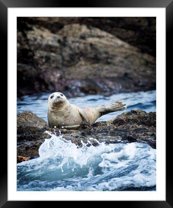 Grey Seal off the coast of St Ives Corneall Framed Mounted Print by Jonathan Thirkell