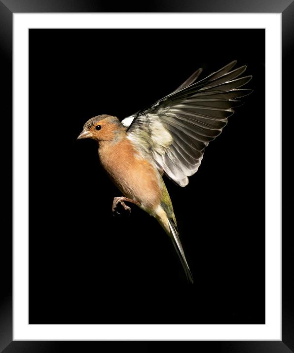 Male Chaffinch In Flight Framed Mounted Print by Jonathan Thirkell