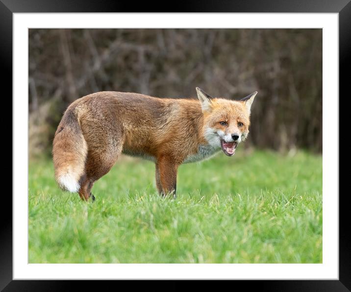 Male fox licking lips Framed Mounted Print by Jonathan Thirkell