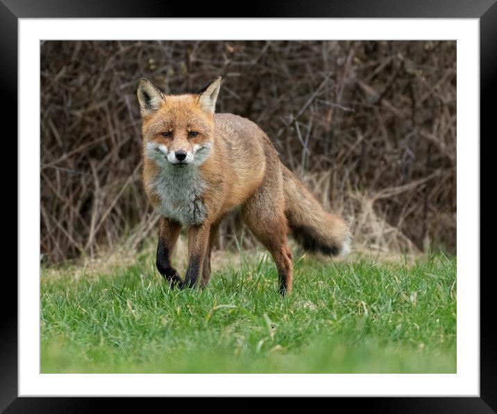 Hunting male fox Framed Mounted Print by Jonathan Thirkell