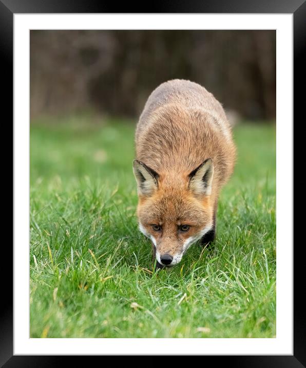 Red fox on the prowl Framed Mounted Print by Jonathan Thirkell