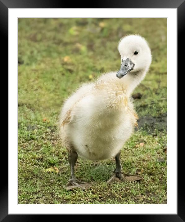 Cheeky cygnet posing for the camera Framed Mounted Print by Jonathan Thirkell