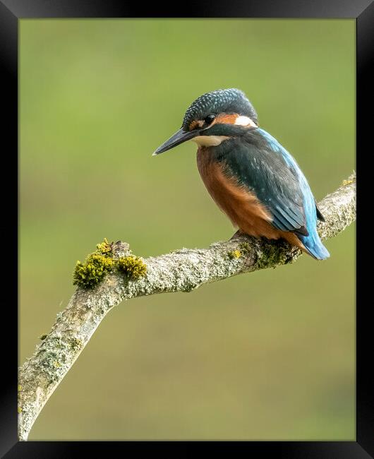 Kingfisher perching Framed Print by Jonathan Thirkell