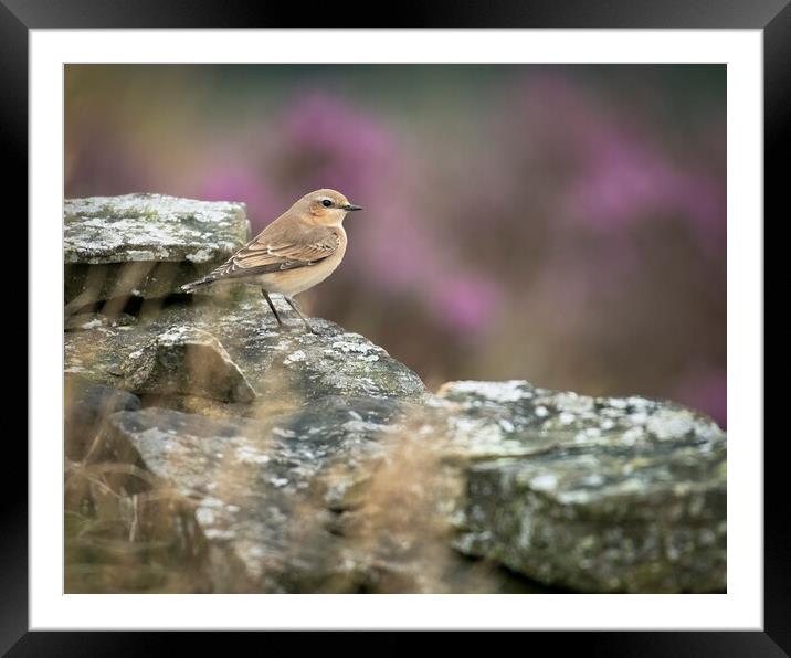 Northern Wheater on Holcombe Moor Framed Mounted Print by Jonathan Thirkell