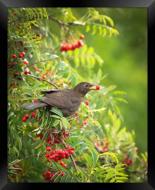 Female Blackbird feeding on wild berries Framed Print by Jonathan Thirkell