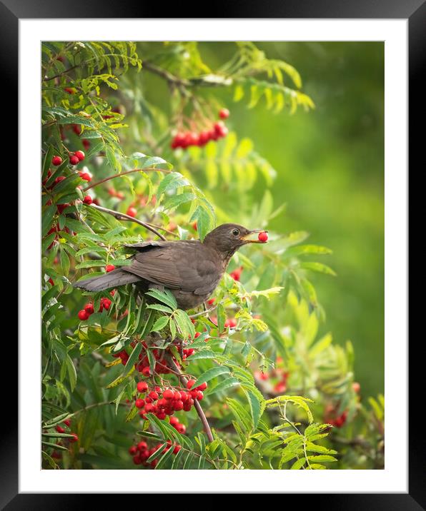 Female Blackbird feeding on wild berries Framed Mounted Print by Jonathan Thirkell
