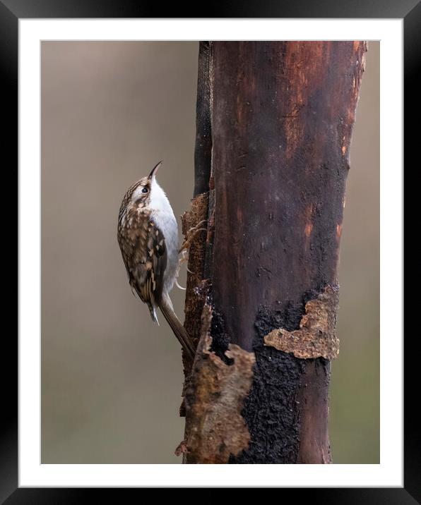 Treecreeper Framed Mounted Print by Jonathan Thirkell