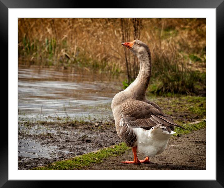Brown Chinese Goose Framed Mounted Print by Jonathan Thirkell