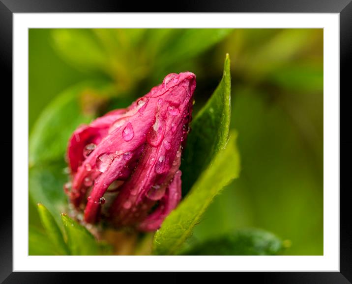 Raindrops on the unopened bud. Framed Mounted Print by Jonathan Thirkell