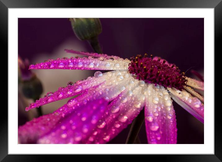 Raindrops in colour Framed Mounted Print by Jonathan Thirkell