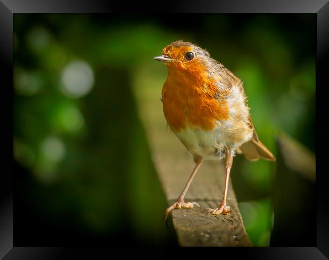 Robin red breast Framed Print by Jonathan Thirkell