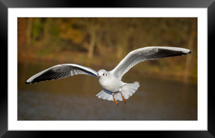 The flying gull Framed Mounted Print by Jonathan Thirkell