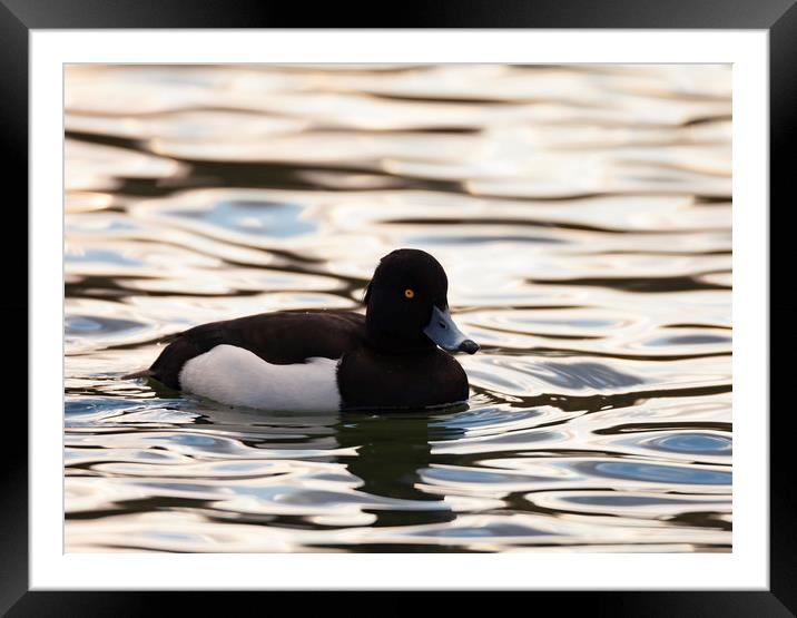 Tufted Duck Framed Mounted Print by Jonathan Thirkell