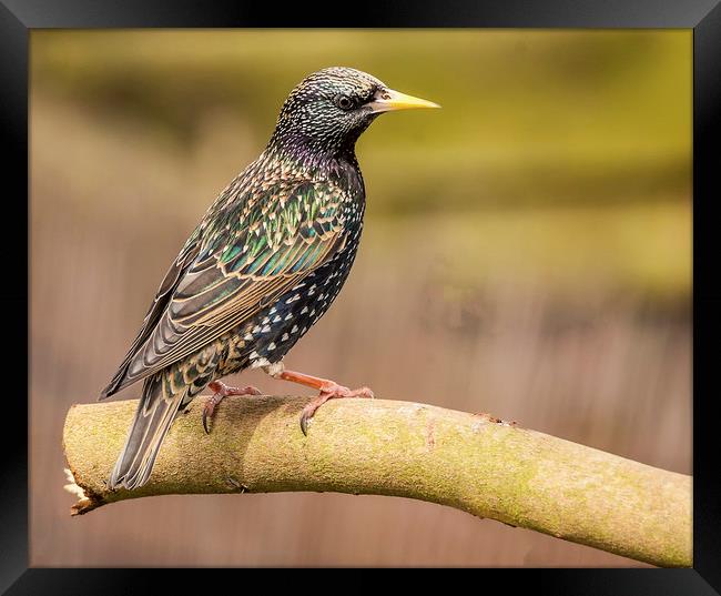 Starling Framed Print by Jonathan Thirkell