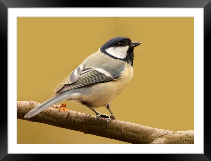 Coal Tit In The Sun Framed Mounted Print by Jonathan Thirkell