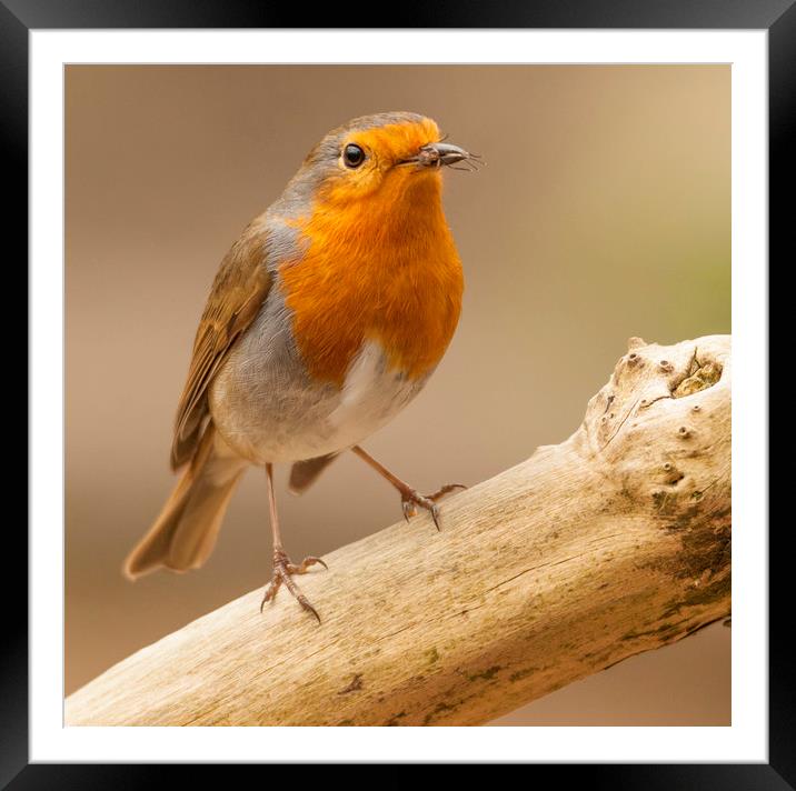 Robin with snack Framed Mounted Print by Jonathan Thirkell