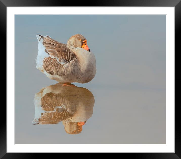 Goose on reflection Framed Mounted Print by Jonathan Thirkell