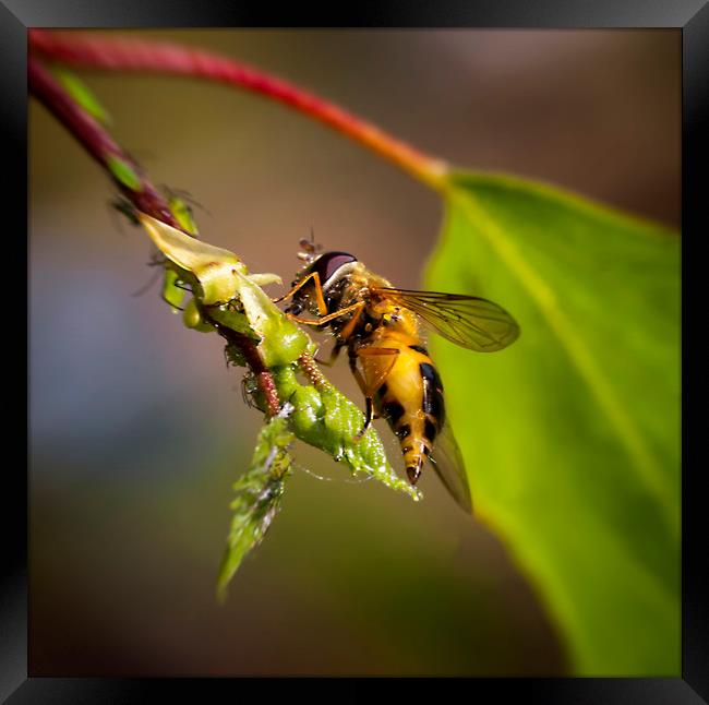 Hover fly and aphids Framed Print by Jonathan Thirkell