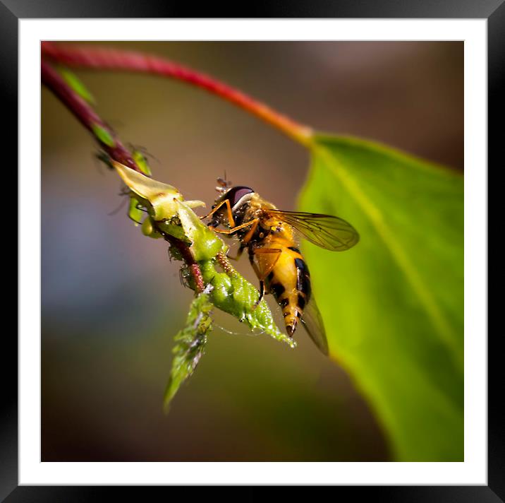 Hover fly and aphids Framed Mounted Print by Jonathan Thirkell