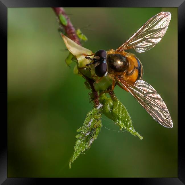 Hoverfly & Aphids Framed Print by Jonathan Thirkell