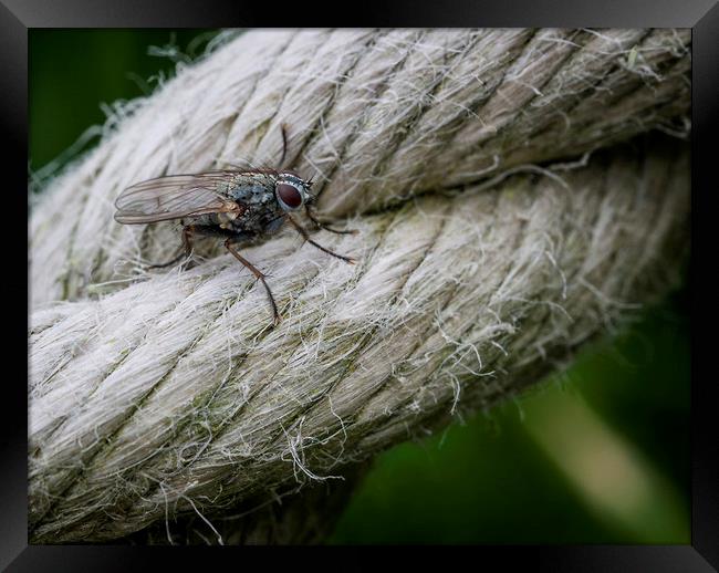 A fly on a rope. Framed Print by Jonathan Thirkell