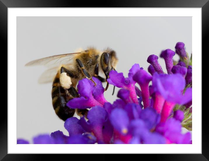 Bee &  Buddleja Framed Mounted Print by Jonathan Thirkell