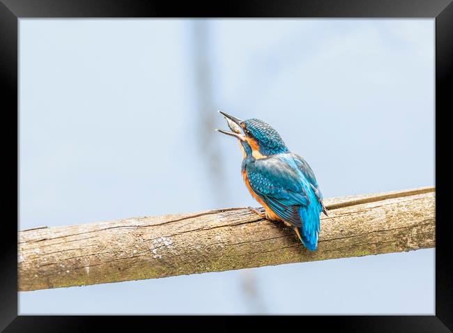 First Catch Framed Print by Jonathan Thirkell