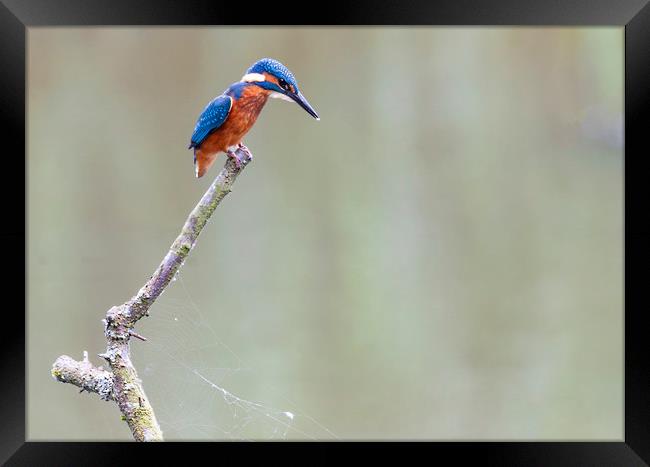 Hunting Kingfisher Framed Print by Jonathan Thirkell