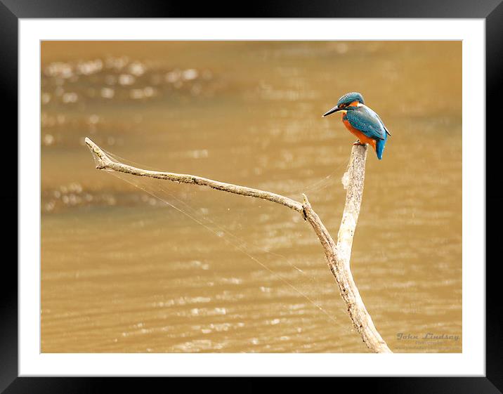 Kingfisher waiting. Framed Mounted Print by Jonathan Thirkell