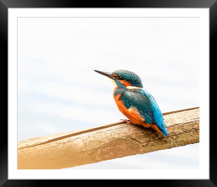 Kingfisher waiting Framed Mounted Print by Jonathan Thirkell