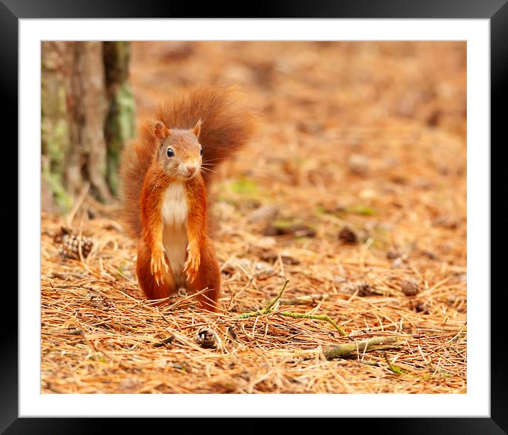 I didnt hide the nuts Framed Mounted Print by Jonathan Thirkell