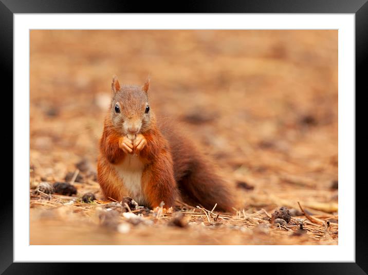 Red Squirrel hunting  Framed Mounted Print by Jonathan Thirkell