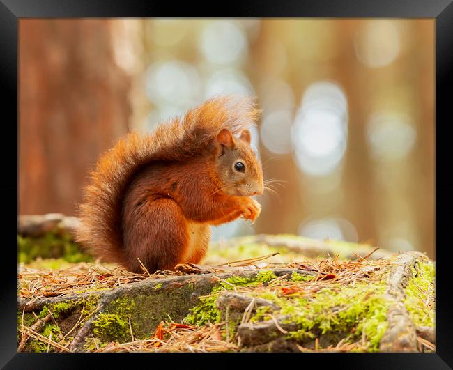 Red Squirrel  Framed Print by Jonathan Thirkell