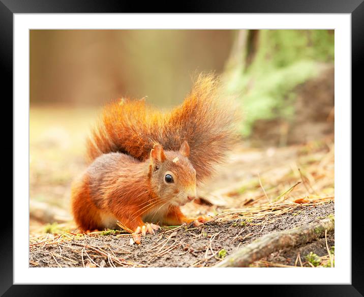 Red squirrel Framed Mounted Print by Jonathan Thirkell