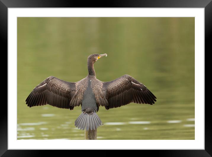 Cormorant Wingspan Framed Mounted Print by Jonathan Thirkell