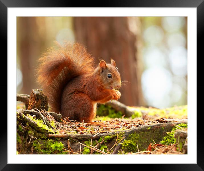 Red Squirrel Eating Framed Mounted Print by Jonathan Thirkell