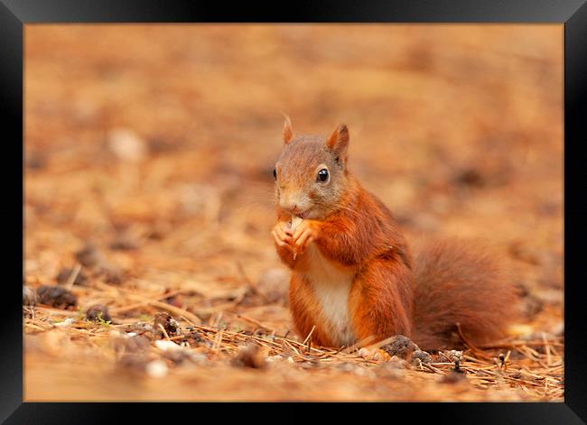 Red squirrel having a bite to eat Framed Print by Jonathan Thirkell