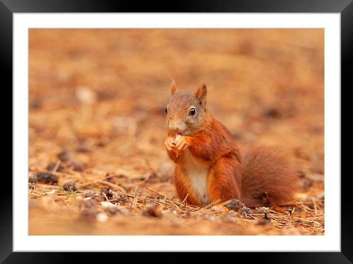 Red squirrel having a bite to eat Framed Mounted Print by Jonathan Thirkell