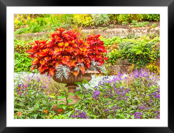 The Floral Display Framed Mounted Print by Jonathan Thirkell