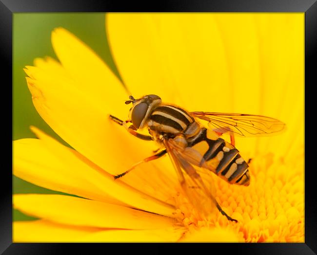The Hoverfly Framed Print by Jonathan Thirkell