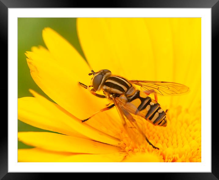 The Hoverfly Framed Mounted Print by Jonathan Thirkell